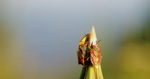 Three bed bugs bursting at the tip of a plant at sunset close-up Stock Footage 263372750