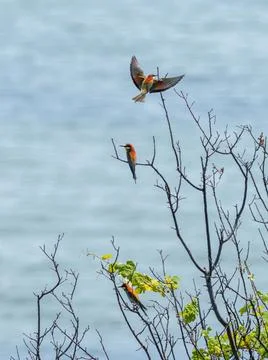 Three bee eater,Meropidae, on branch tree, with sea background.Little bird .. Stock Photos