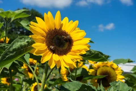Three bee sitting on sunflower with blue sky Stock Photos