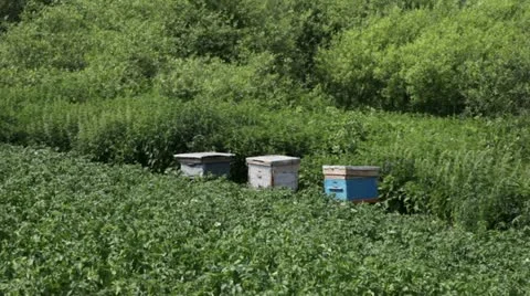 Three beehives Stock Footage 11253179