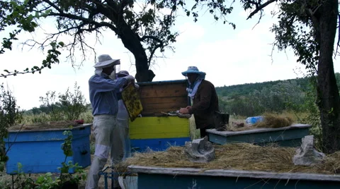 Three beekeeper inspects a hive of bees before pumping honey from the honeycomb Vidéo 68651211