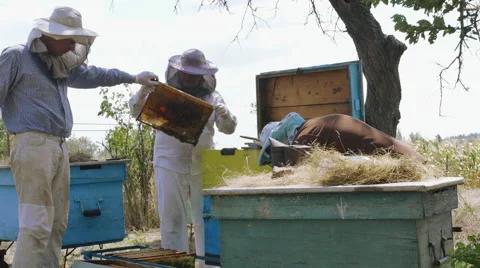 Three beekeeper stand near the hive and select the bee frame Vidéo 68655501