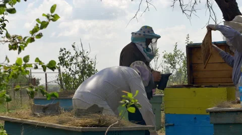 Three beekeepers are checking of all details in their beehive Vidéo 68645905