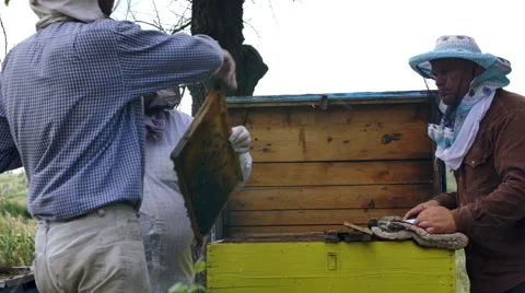 Three beekeepers inspects a hive of bees before pumping honey from the honeycomb Vidéo 68650612