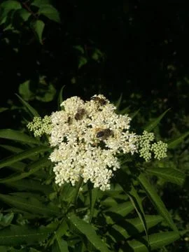 Three bees and one ant collect nectar on the umbrella of a white flower, dark Stock Photos
