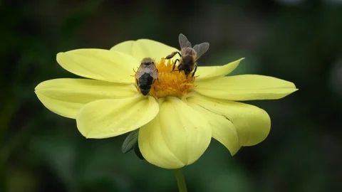Three Bees Collect Floral Nectar from a Yellow Autumn Flower 動画素材 116097233