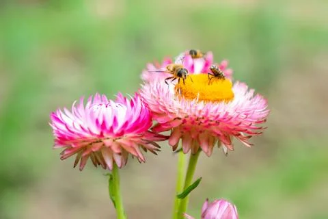 Three Bees Feed on a Pink Flower Stock Photos