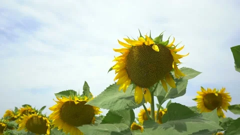 Three bees pollinate a sunflower in a field on a summer sunny day Video stock 134689596