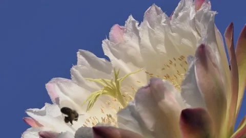 Three Bees Pollinating a Night Blooming Cactus Flower Stock Footage 147422095