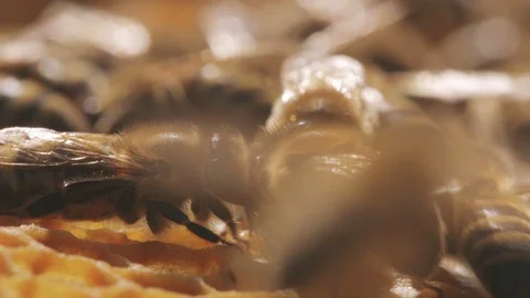 Three bees with see-through wings help each other over yellow wax cells Stock Footage 99251037