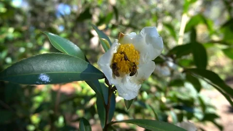 Three bees on a white flower, 60fps Stock Footage 92103022