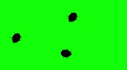 Three beetle on green screen, CG animated silhouettes, seamless loop Stockbeeldmateriaal 65000397
