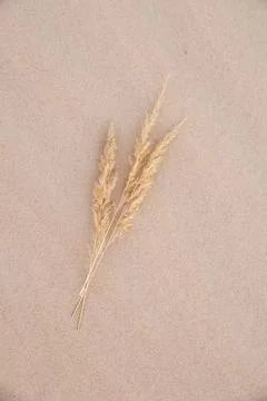 Three beige spikelet on a sandy background Stock Photos