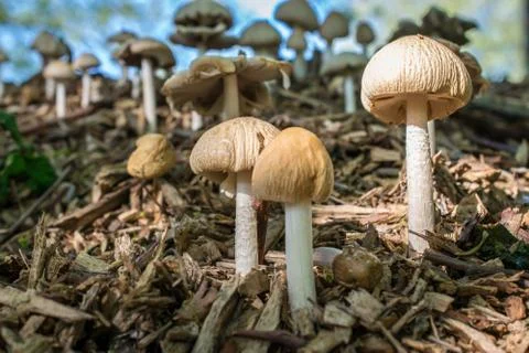 Three beige toadstools macro image Stock Photos