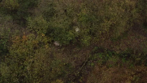 Three Belted Galloway Cows Grazing Under Trees Video stock 243003660