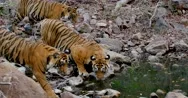 Three Bengal Tigers Drinking From Stream Stock Footage