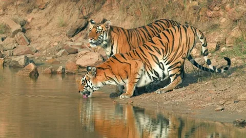 Three Bengal Tigers Drinking Water by a River Telephoto Lens Wildlife Video 4k 動画素材 338255786