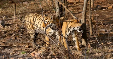 Three Bengal Tigers Stock Footage 60589204