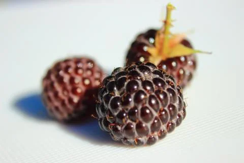 Three berries black raspberry Stock Photos
