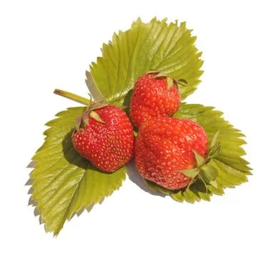 Three berries of a strawberry Stock Illustration