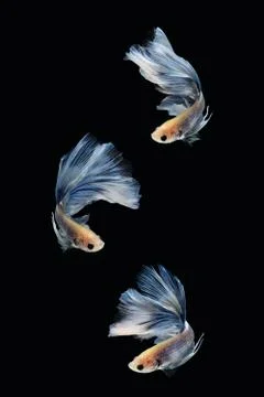 Three betta siamese fighting fish Giant Halfmoon Rosetail, white blue color Foto stock