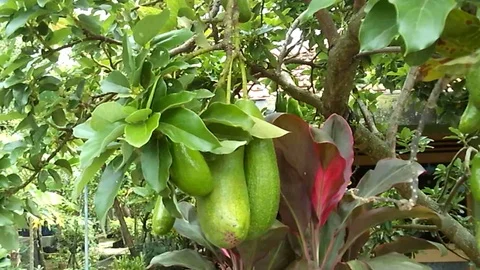 Three big and old Avocado fruit, persea americana hanging on the tree. Stock Footage 122489984