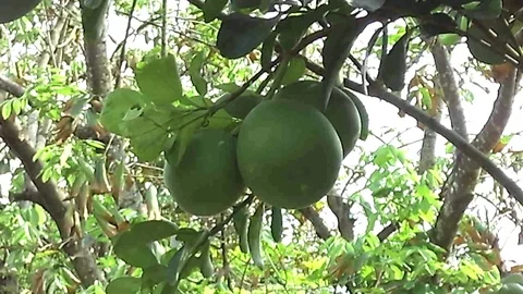 Three big and old pomelo fruit hanging on the pomelo tree. Stock Footage 122236826