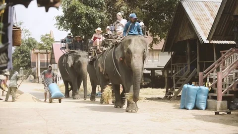 Three big elephants walk Stock Footage 76238274
