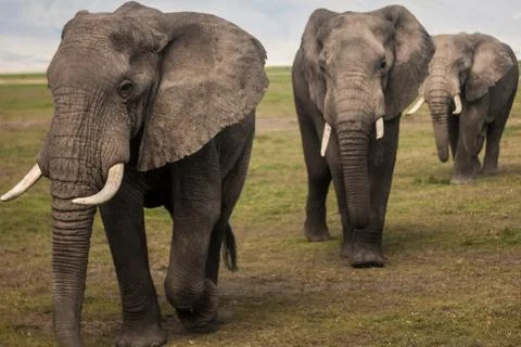 Three big elephants walking in a row Stock Photos