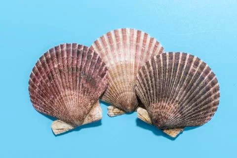 Three big fresh scallops shells on blue background Stock Photos