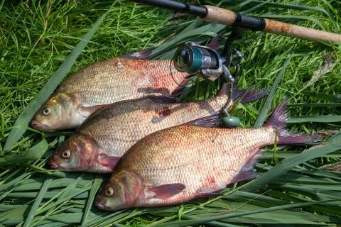 Three big freshwater common bream fish and fishing rod with reel on green ree Stock Photos