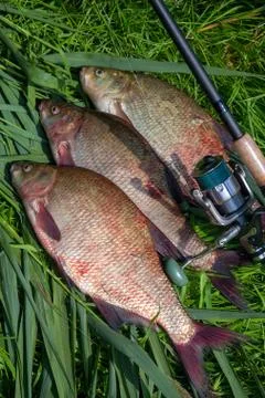 Three big freshwater common bream fish and fishing rod with reel on green ree Stock Photos