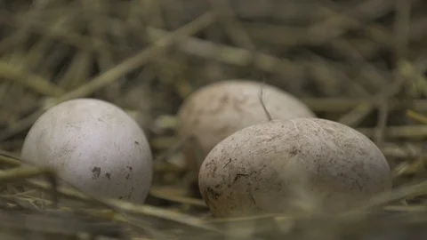 Three big goose eggs with black spots lying in a straw nest in a barn in Ukraine Stock Footage 106699352