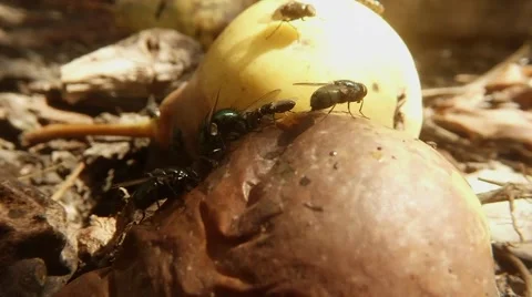 Three Big Green Flies Eat Old Pear Behind New Fruit and Many Little Flies Macro Stock Footage 67195294