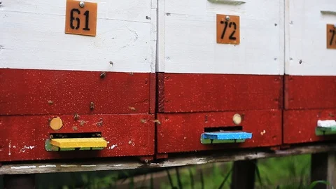Three big hives with numbers. Insects flying and buzzing. Apiary. Summertime Stock-Footage 98553391