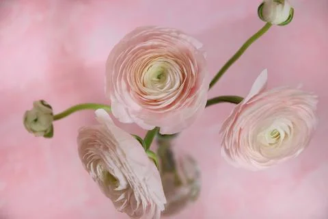 Three big light pink ranunculus, two small ranunculus on pink background Stock Photos