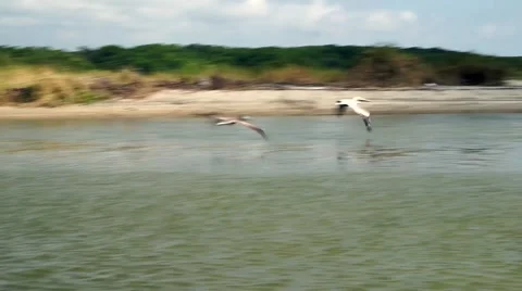 Three big pelicans flying on a river   Vidéo 45480508