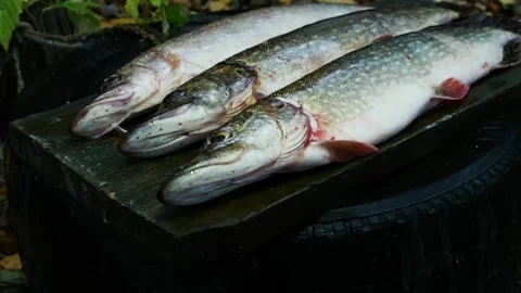 Three big pike, good catch Stock Footage 292545484