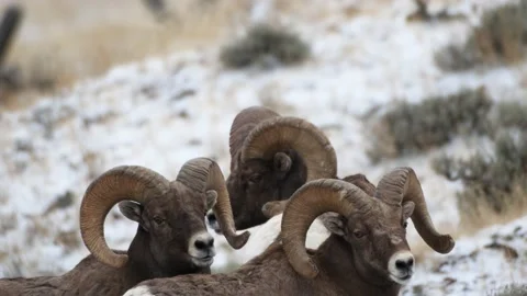 Three Big Rams Stock Footage 172591729