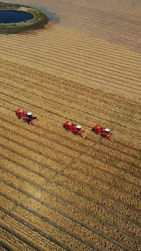 Three big red combine harvester machines harvesting corn field in early autumn. Stock Footage 314980003