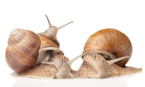 Three big snails Stock Photos