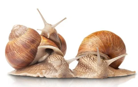 Three big snails Stock Photos