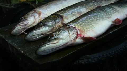 Three big trophy pike, lucky fish Stock Footage 299940946