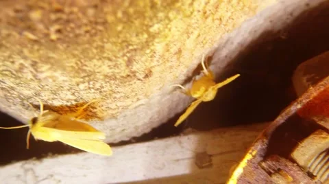 Three Big Yellow Night Moths Sit Still on Roofing Slate Macro Stock Footage 66547830