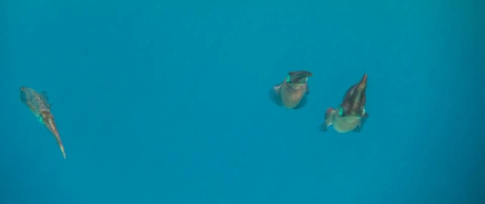Three bigfin reef squid hovering in blue water and looking to the camera pa.. Stock Photos
