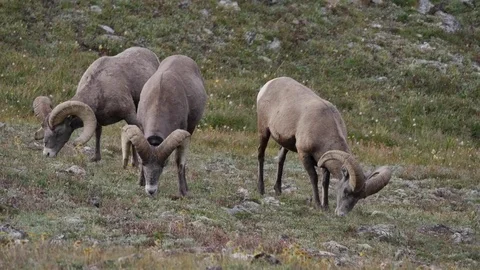Three Bighorn Sheep Rams Walking and Feeding Above Timberline. Stock Footage 73576019