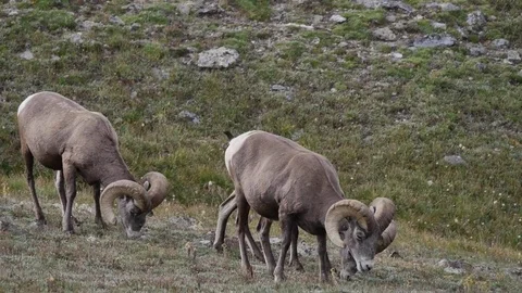 Three Bighorn Sheep Rams Walking and Feeding Above Timberline, v2 Stock Footage 73577246