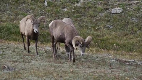 Three Bighorn Sheep Rams Walking and Feeding Above Timberline, v1 Stock Footage 73578053
