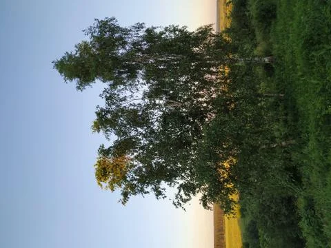 Three birch trees on background of fields lit by setting sun, smart Stock Photos