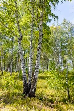 Three birch trees in the birch grove Stock Photos